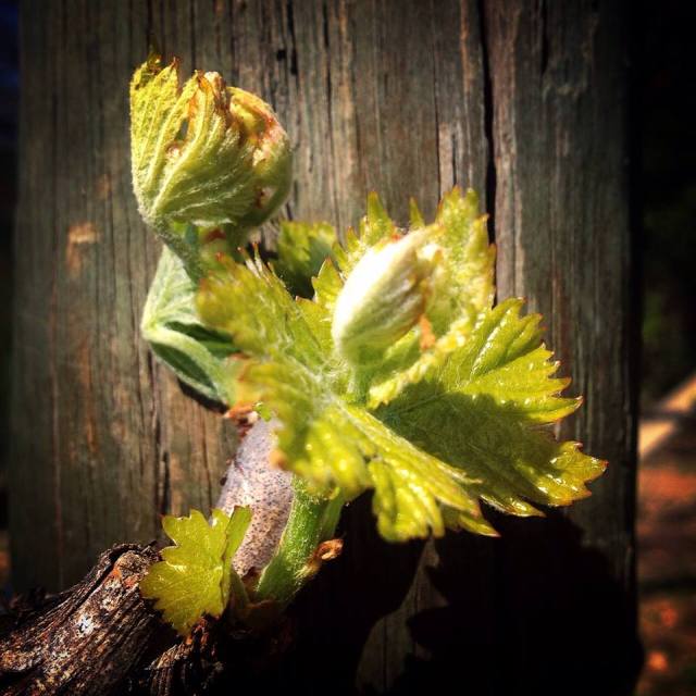 21768_10206129903789262_4662032967904664772_n