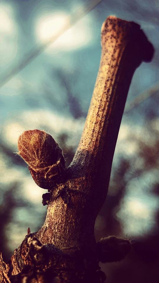 17308736_10211677055304583_6870216363633561056_n