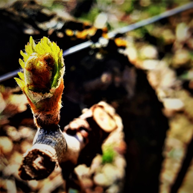 sangiovese germogliamento gemma cordonesperonato